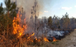 Внимание: лесные пожары
