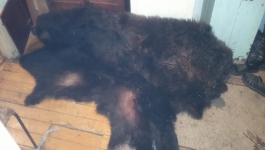 За  шкуру незаконно убитого  медведя грозит  срок жителю Курагинского района