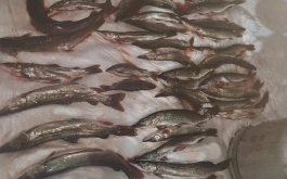 На 180 тысяч и 2 года наловил рыбы житель Курагинского района