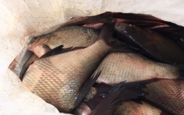 В Курагинском районе будут бороться с незаконной добычей рыбы