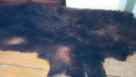 В Курагинском районе вынесен приговор обвиняемому в незаконной охоте на медведя