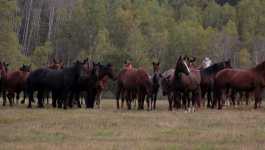За год конюх в сельхозпредприятии смог украсть 26 лошадей